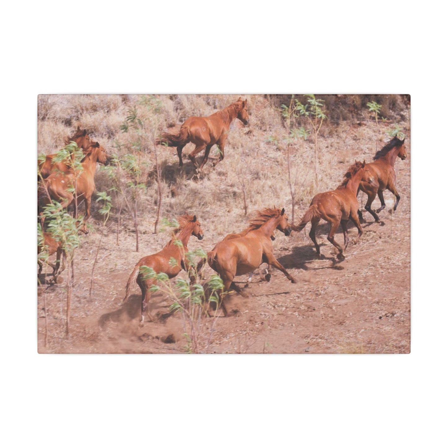 {{ product.title }} | {{ product.type }} from Roebourne Town