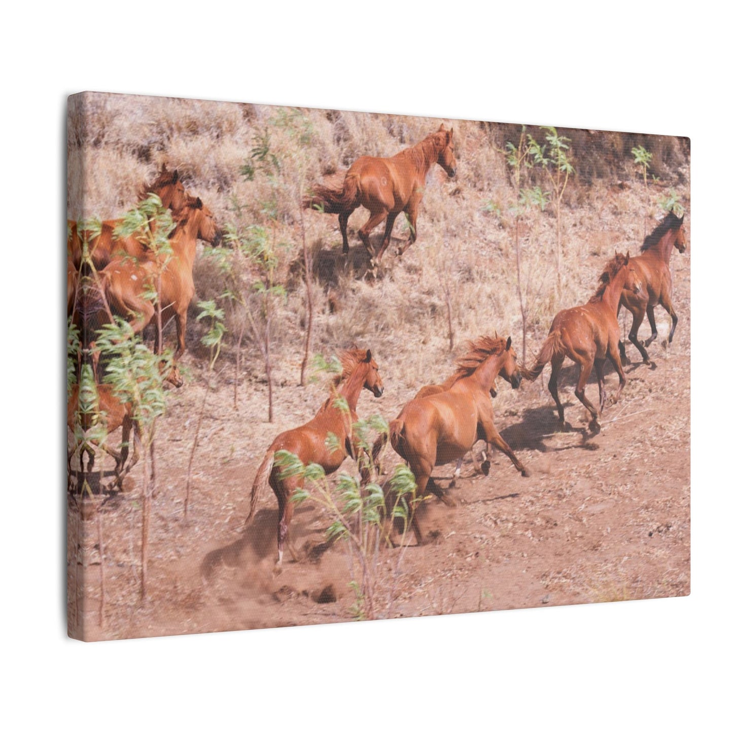 {{ product.title }} | {{ product.type }} from Roebourne Town