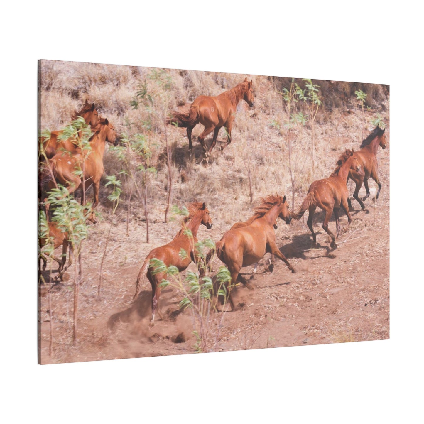 {{ product.title }} | {{ product.type }} from Roebourne Town