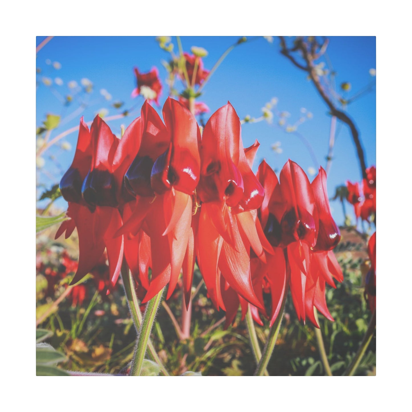 {{ product.title }} | {{ product.type }} from Roebourne Town