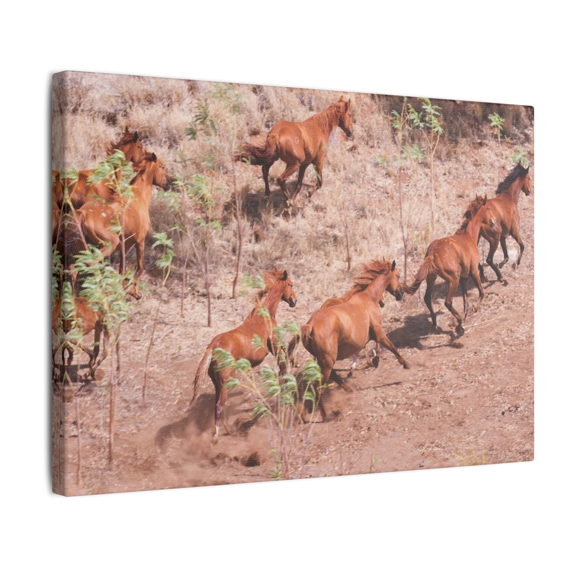 {{ product.title }} | {{ product.type }} from Roebourne Town